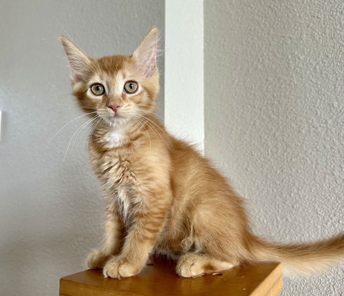 Milo