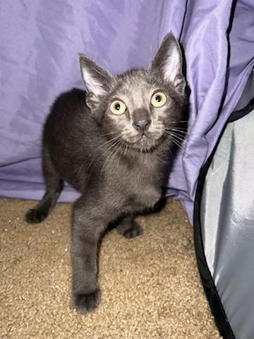 Binx