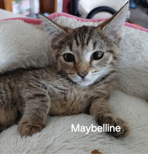 Maybelline