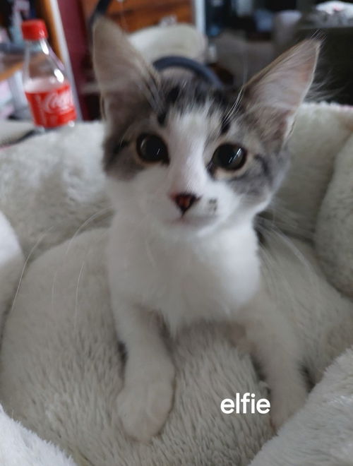 Elfie