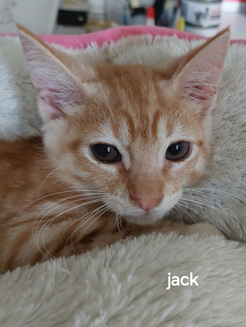 Jack