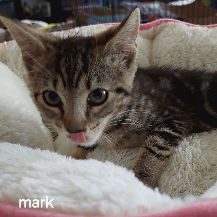 adoptable Cat in Oviedo, FL named Mark