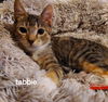 adoptable Cat in Oviedo, FL named Tabbie Gerlach