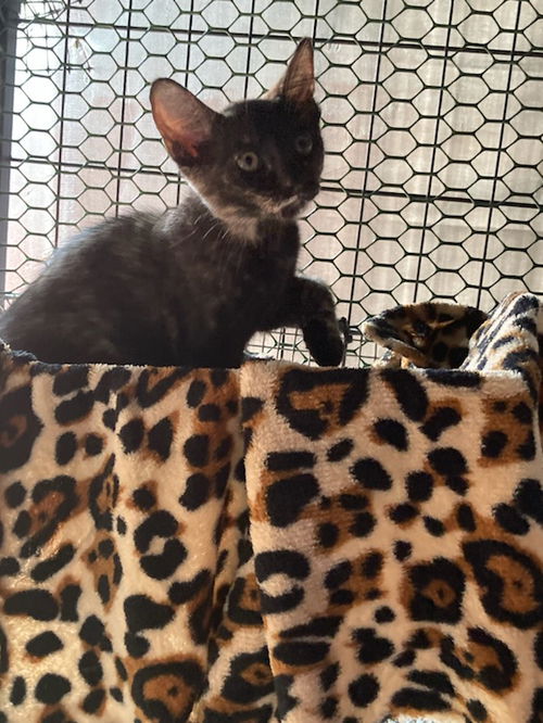 Speckles