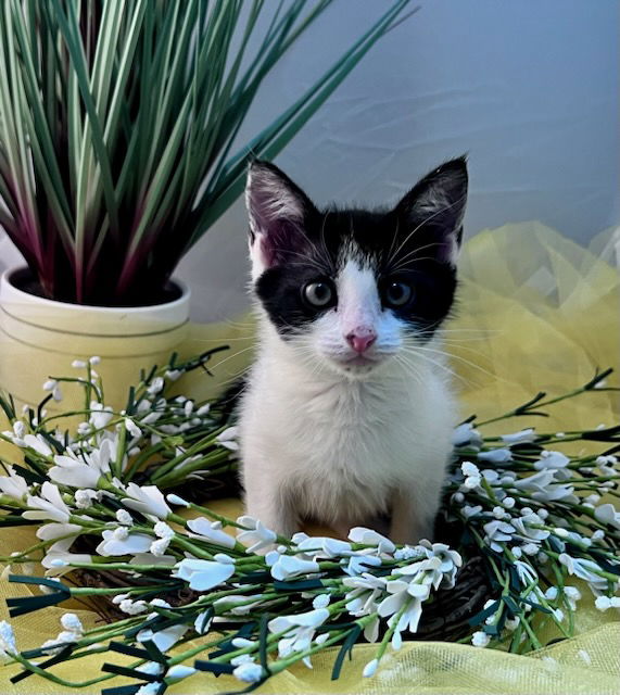 adoptable Cat in Oviedo, FL named Squeak