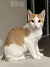 adoptable Cat in Oviedo, FL named Roman