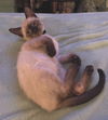 Smokey the Chocolate Point Siamese