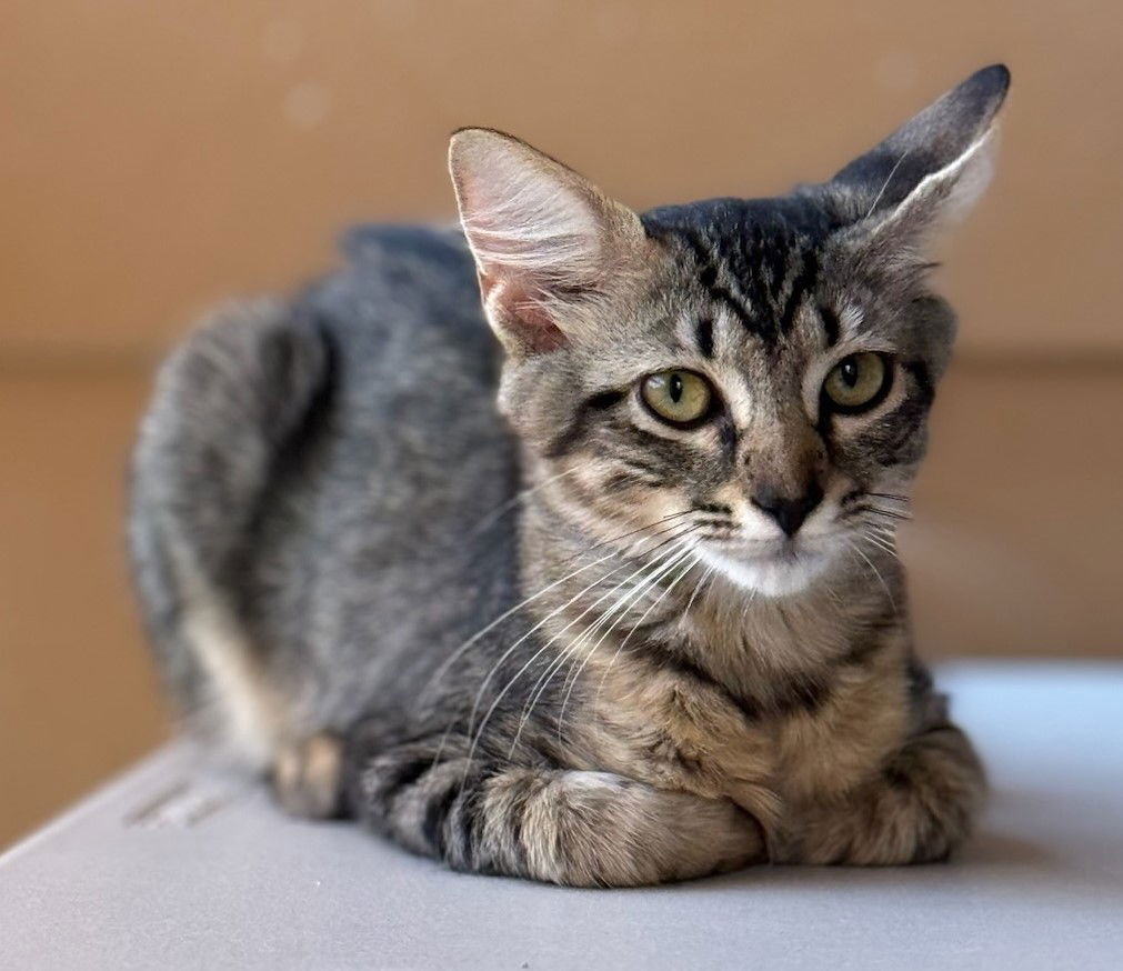 adoptable Cat in Orlando, FL named London