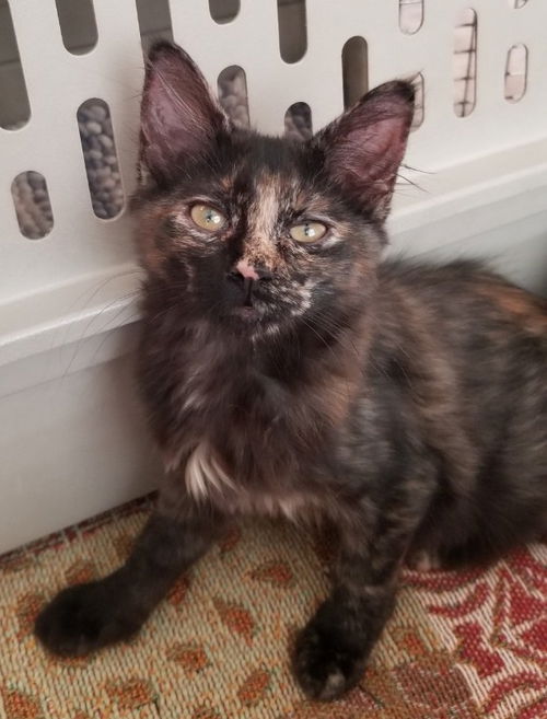 Sadie the Sweet Tortie