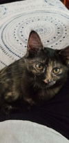 Sadie the Sweet Tortie