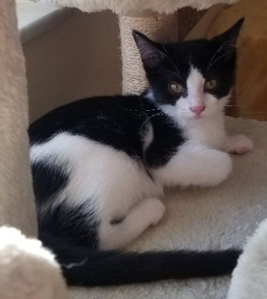 Domino