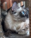 Duck the Seal Point Siamese