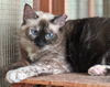 Duck the Seal Point Siamese