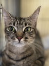 Lilly the Sweet Tabby