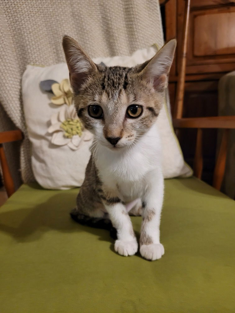 adoptable Cat in Oviedo, FL named Nutmeg