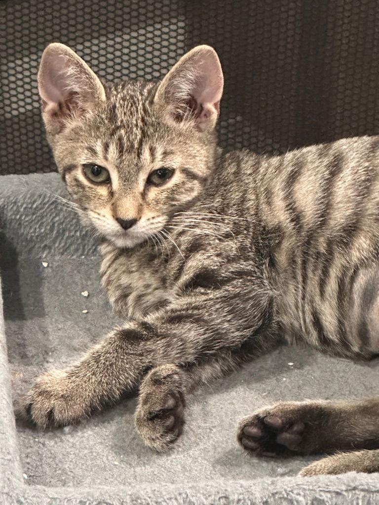 adoptable Cat in Oviedo, FL named Piper