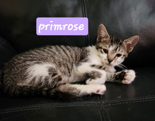 Primrose