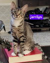 adoptable Cat in Oviedo, FL named Jerrilyn