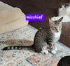 adoptable Cat in Oviedo, FL named Mischief