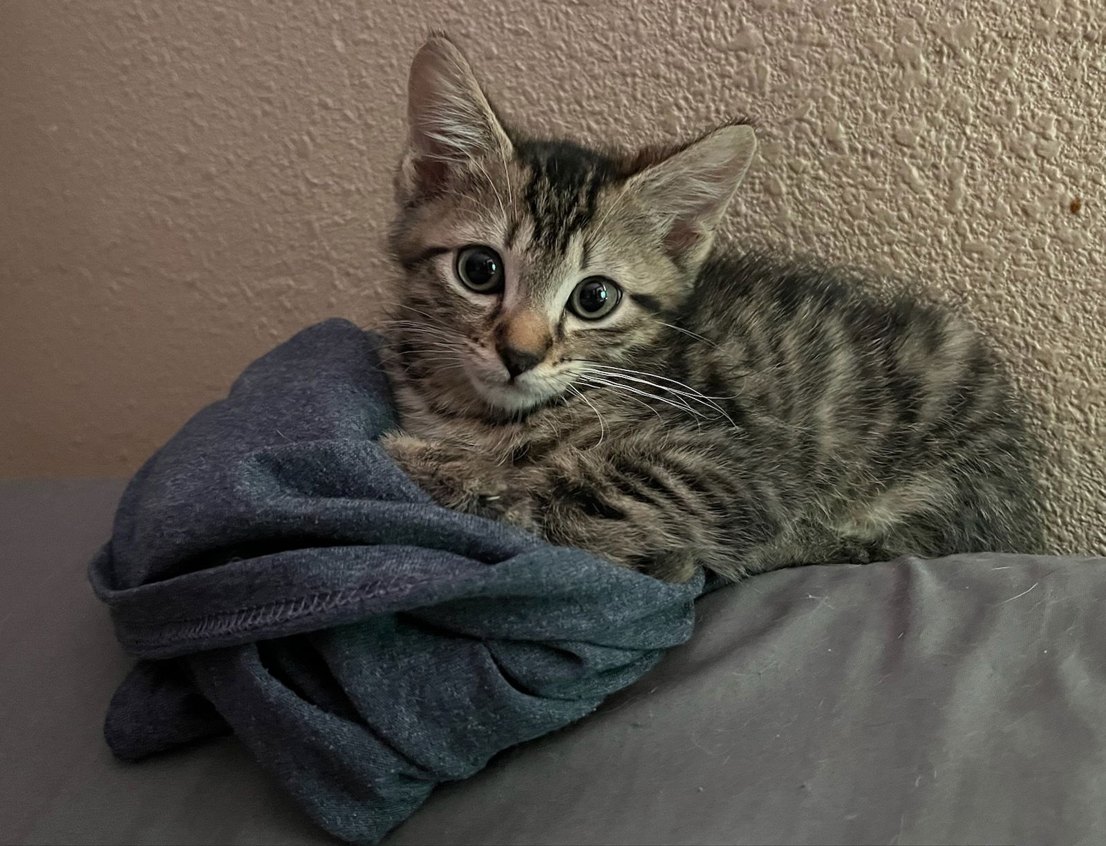 adoptable Cat in Oviedo, FL named Auggie