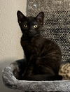 adoptable Cat in Oviedo, FL named Maven