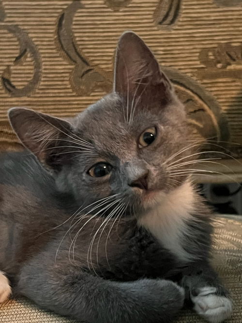 Cinza