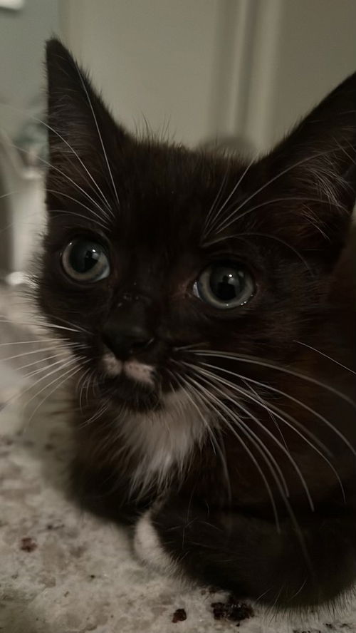 Hazel