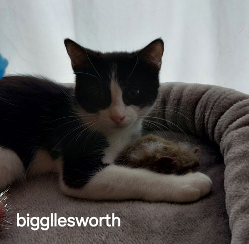 Bigglesworth