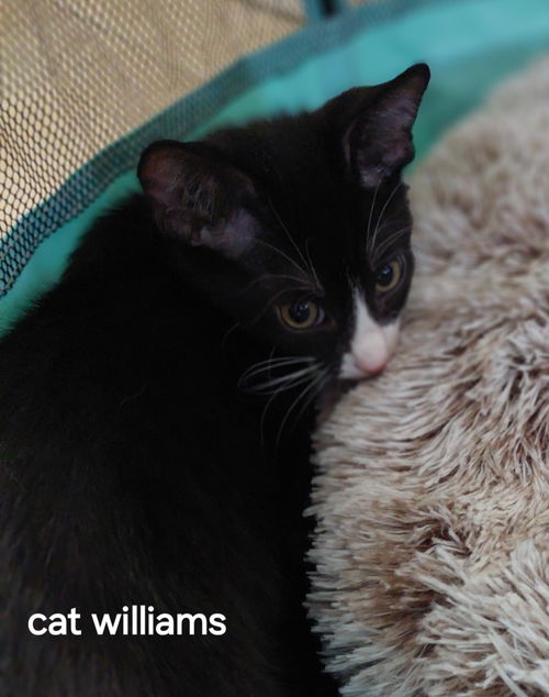 Cat Williams