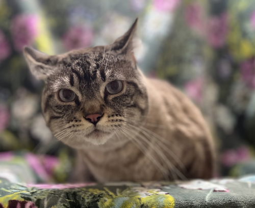 Gator the handsome lynx point siamese