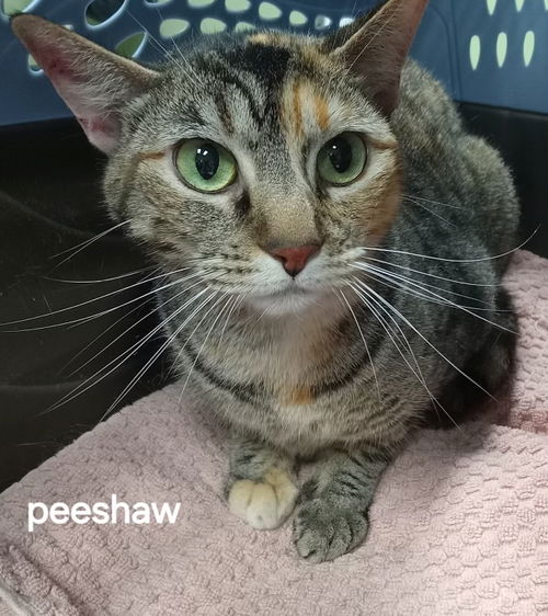 Peeshaw