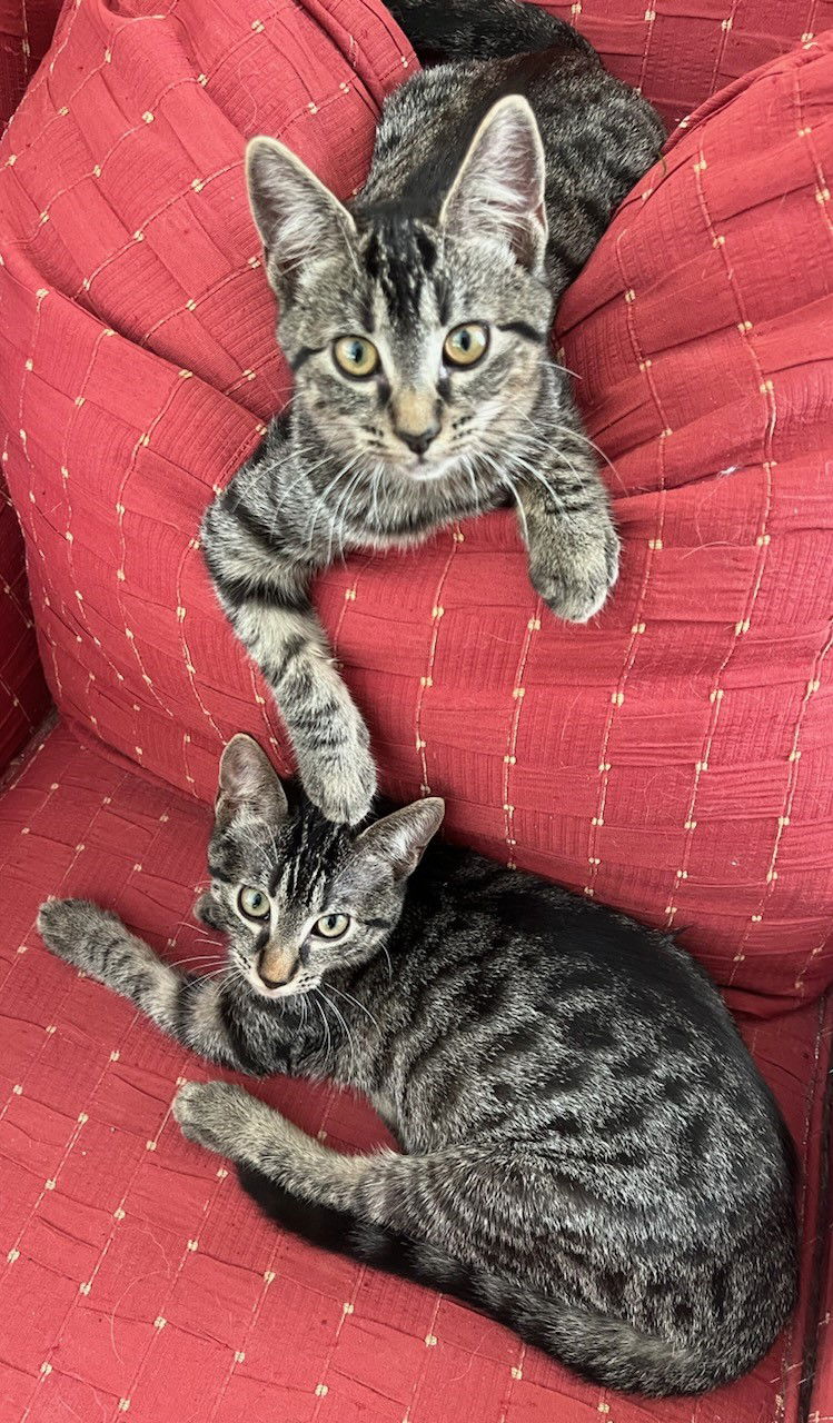 adoptable Cat in Oviedo, FL named Daisy the Adorable Tabby