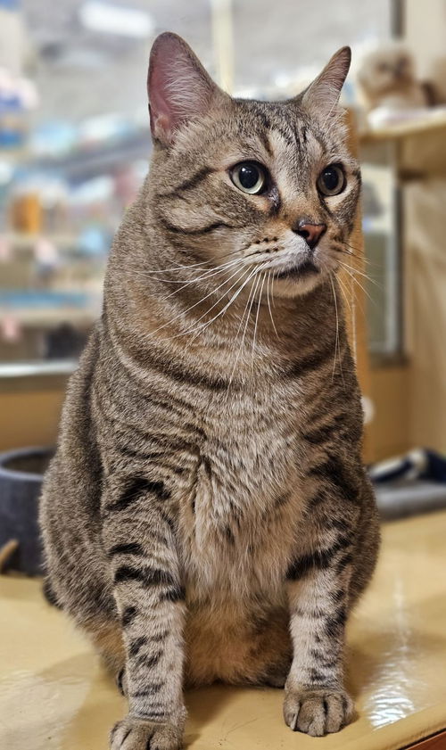 Toby the Big Boy