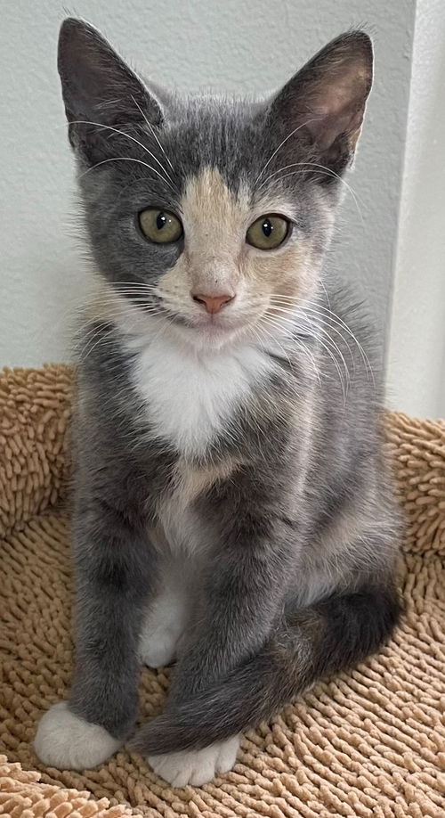 Cosmo