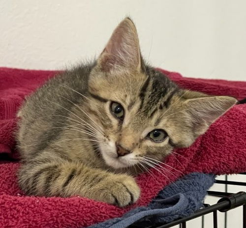 Purrcey
