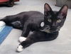 adoptable Cat in Oviedo, FL named Sneaks