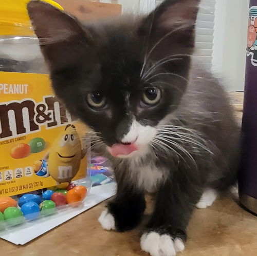 Oreo