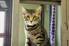 adoptable Cat in Orlando, FL named Dax