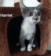 Harriet