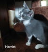 Harriet