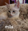 Mila the Lynx Point Snowshoe