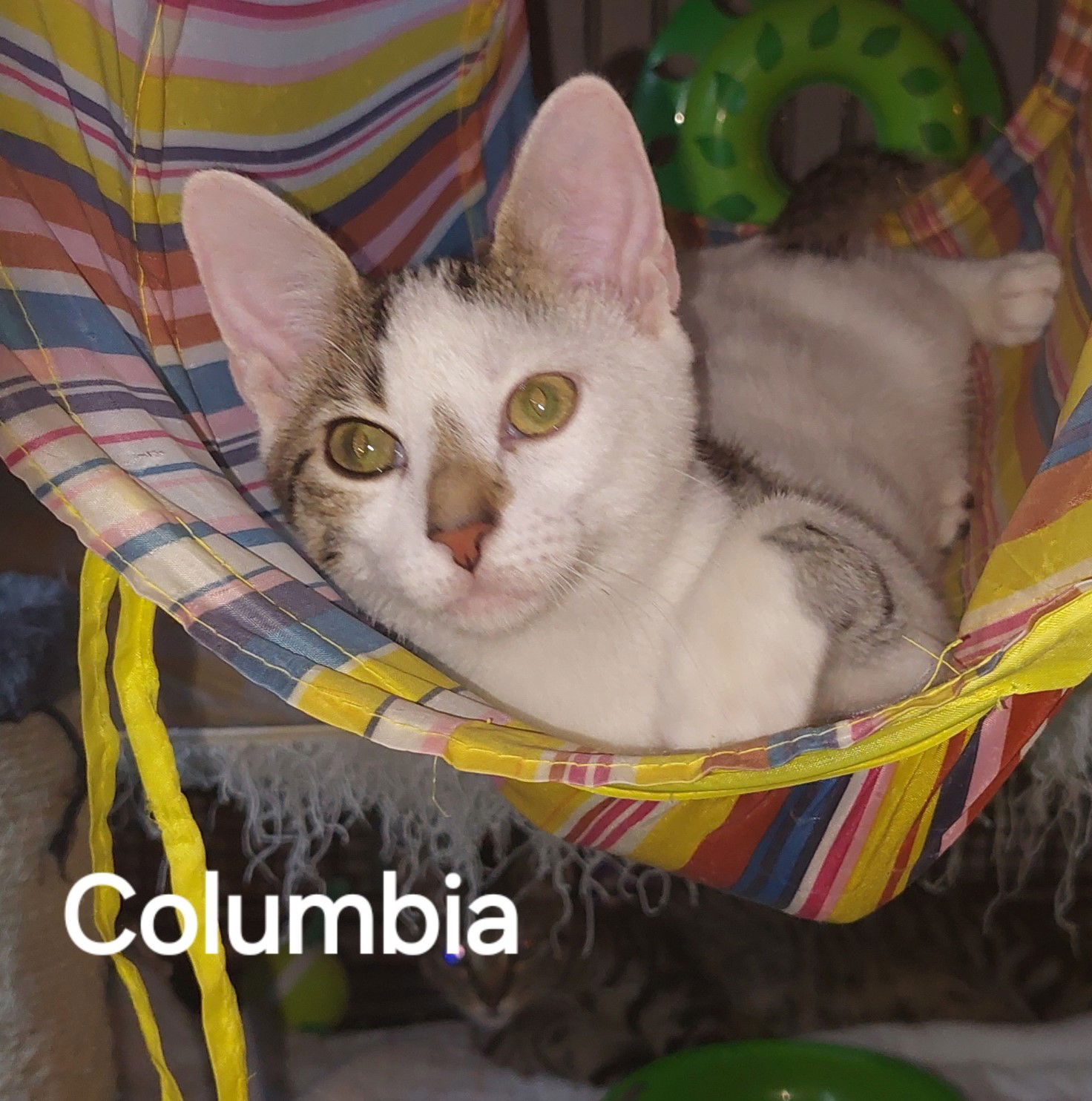 adoptable Cat in Orlando, FL named Columbia