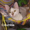 adoptable Cat in Oviedo, FL named Columbia