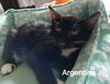 adoptable Cat in Oviedo, FL named Argentina