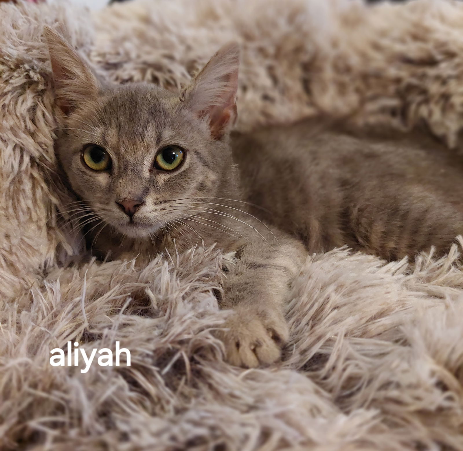 adoptable Cat in Oviedo, FL named Aliyah