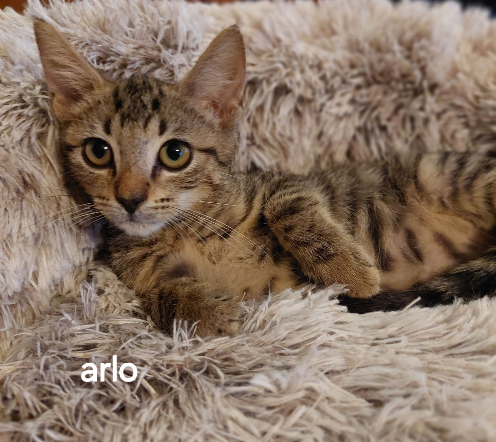 adoptable Cat in Oviedo, FL named Arlo