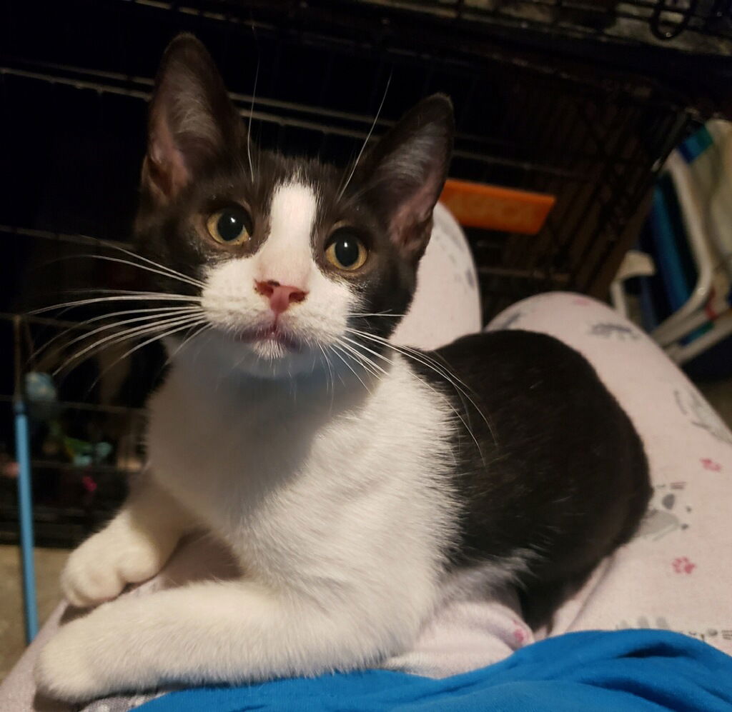 adoptable Cat in Oviedo, FL named Sheldon