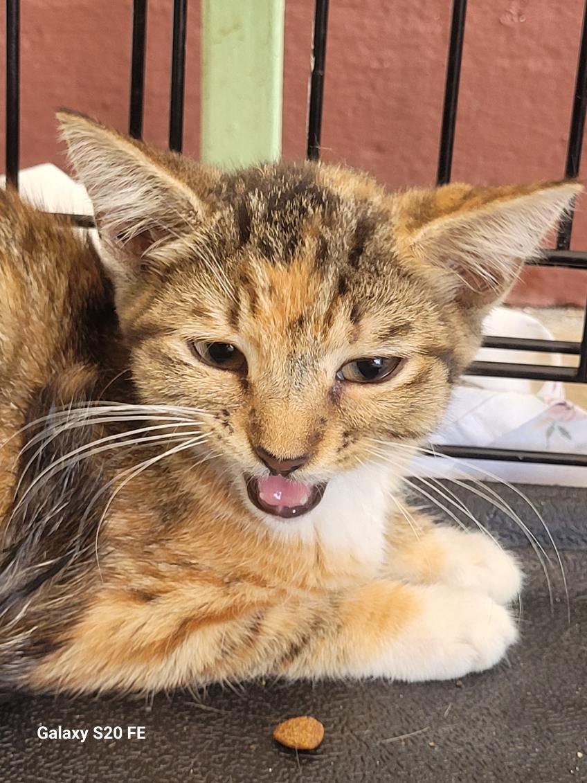 adoptable Cat in Oviedo, FL named Callie