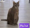 Maise the Hemmingway Tabby