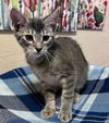 adoptable Cat in Oviedo, FL named Willy